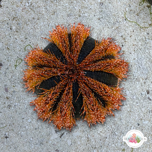 Blue Tuxedo Urchin | Mespilia globulus