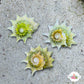 Ninja Star Snail | Lithopoma phobiu