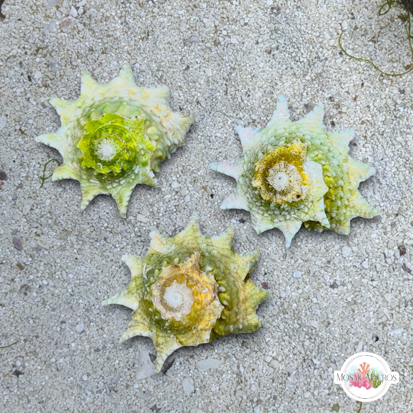 Ninja Star Snail | Lithopoma phobiu