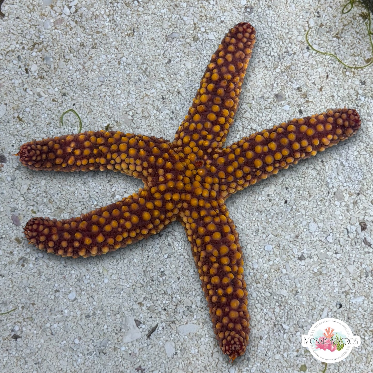 Conical-Spined Starfish | Echinaster sentus