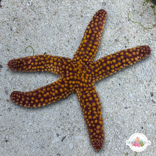 Conical-Spined Starfish | Echinaster sentus