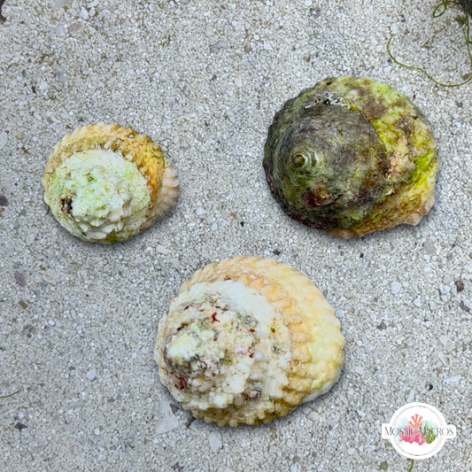 Astraea Turbo Snail | Lithopoma tectum