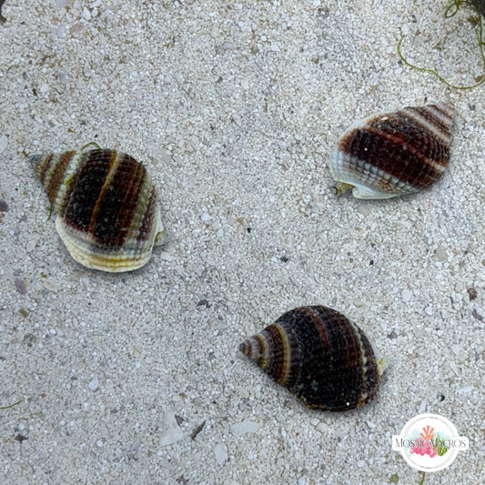 Mini Nassarius Snail | Nassarius vibex
