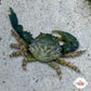 Emerald Mithrax Crab | Mithraculus sculptus