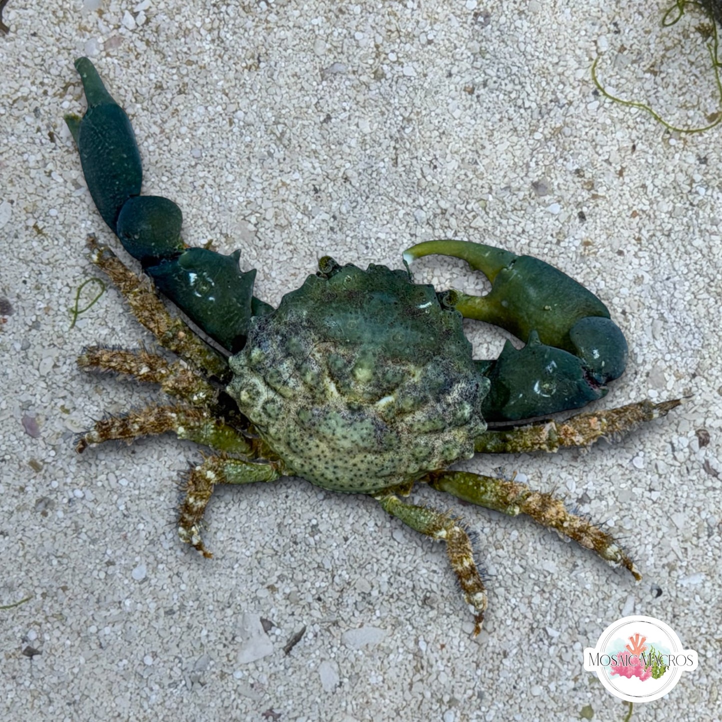 Emerald Mithrax Crab | Mithraculus sculptus