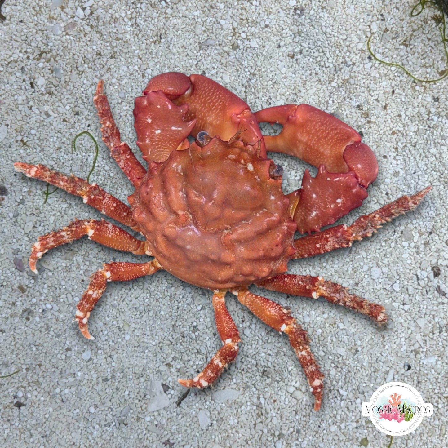 Ruby Mithrax Crab | Mithraculus sculptus