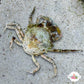 Pitho Crab | Pitho mirabilis