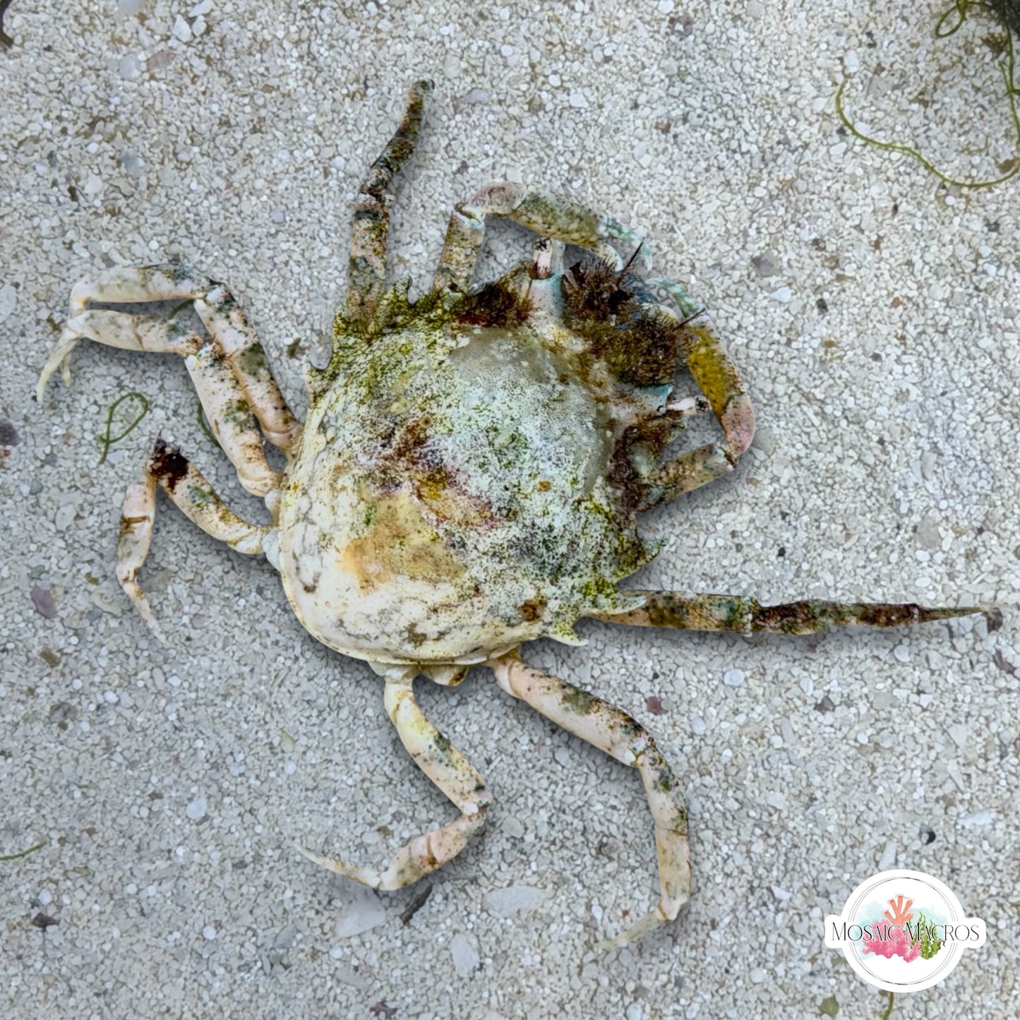 Pitho Crab | Pitho mirabilis
