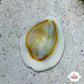 Money Cowrie Snail | Monetaria annulus