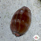 Atlantic Gray Cowrie Snail | Luria cinerea