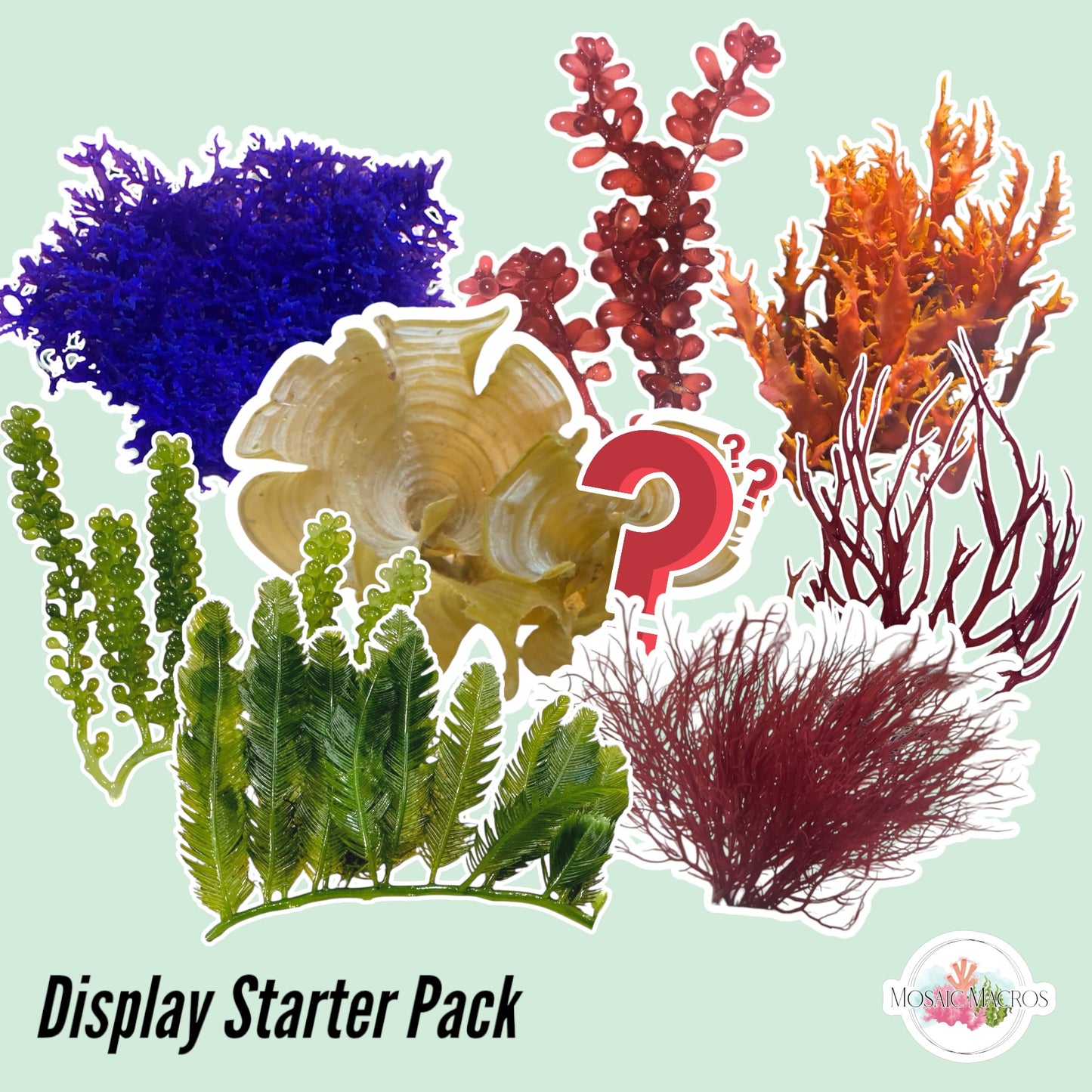 Display Starter Macroalgae Bundle | Various Species