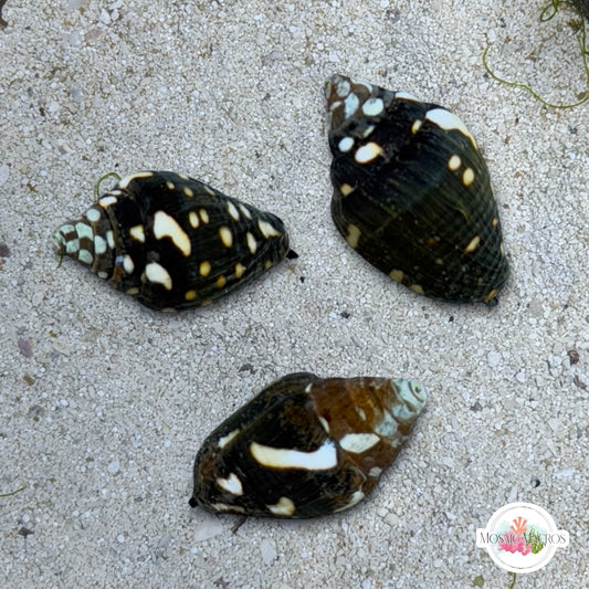 Lightning Dove Snail | Pictocolumbella ocellata