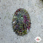 Limpet Snail | Patellogastropoda spp.