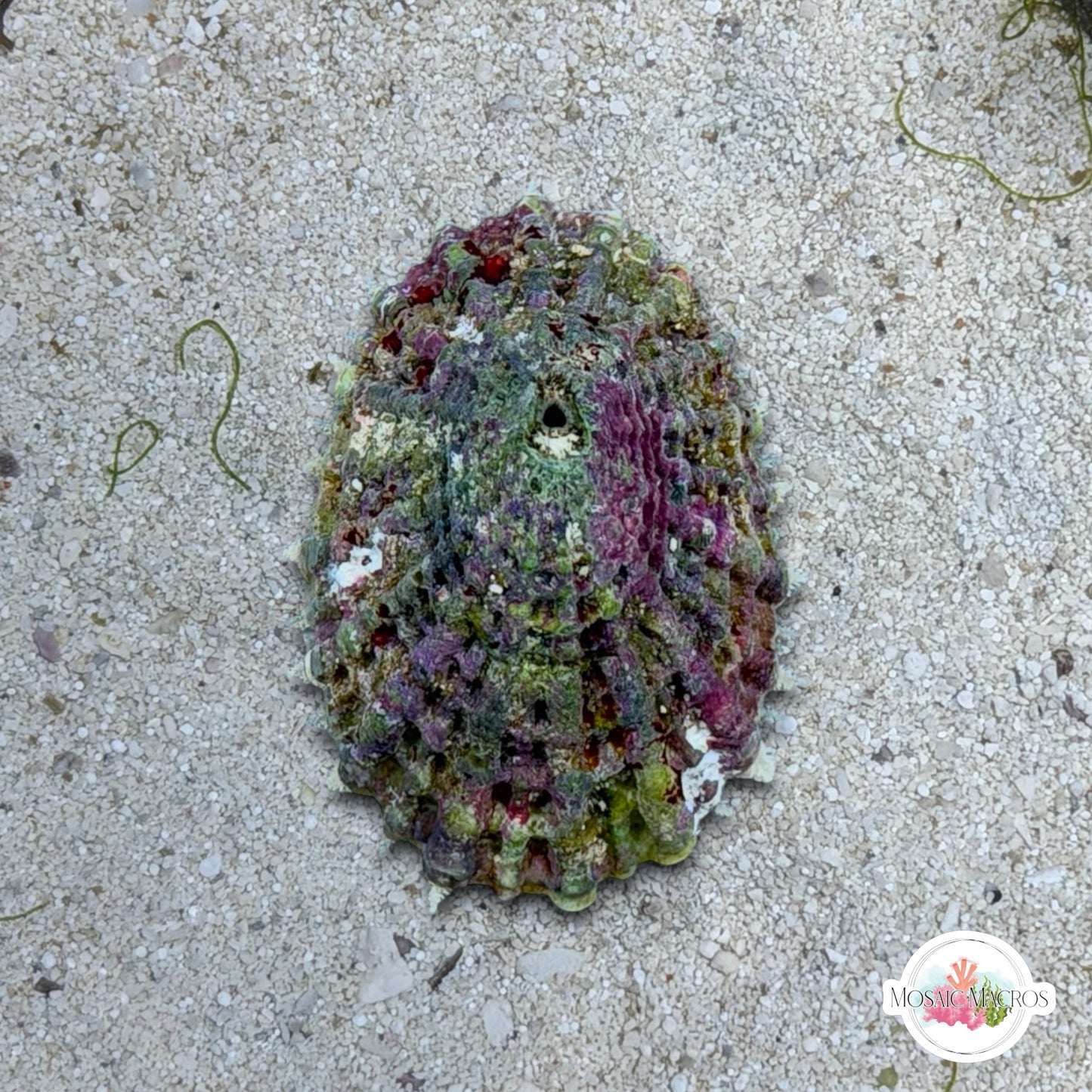 Limpet Snail | Patellogastropoda spp.