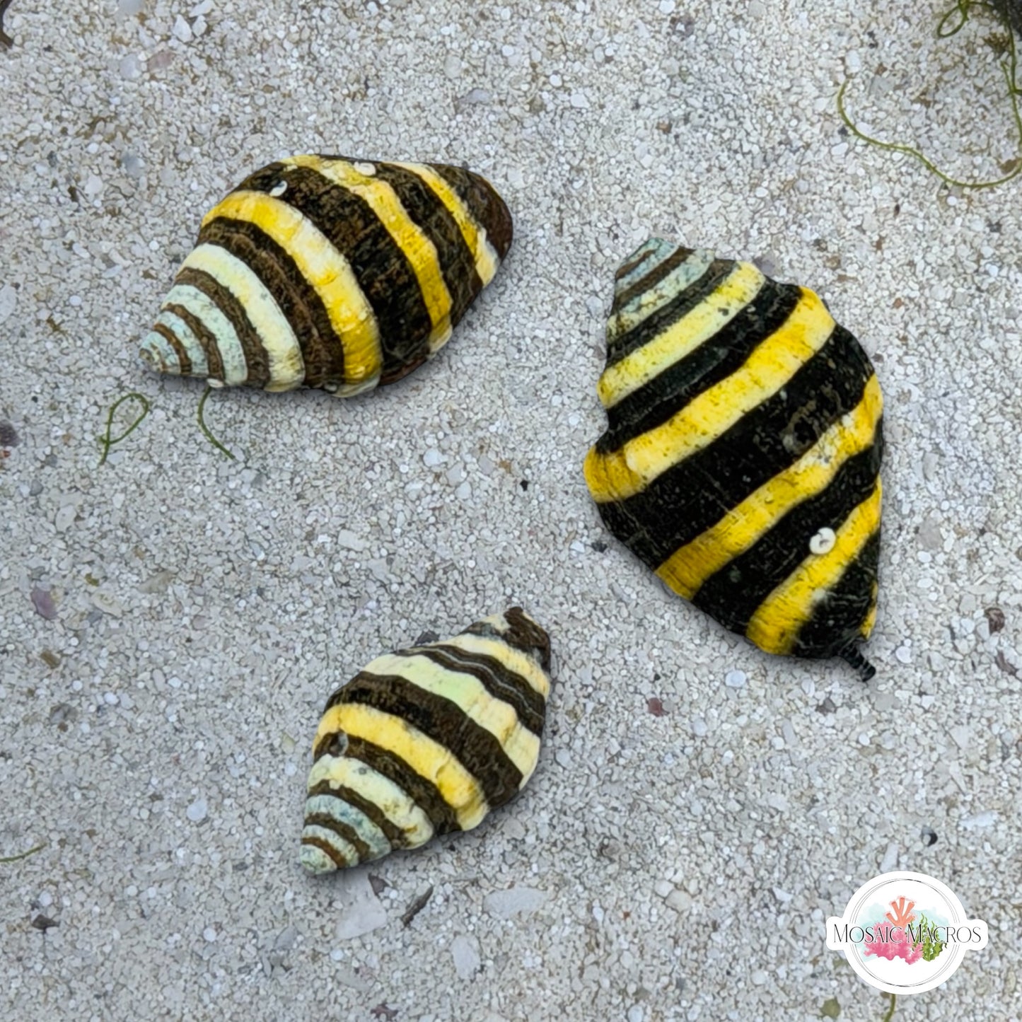 Bumblebee Snail | Engina mendicaria