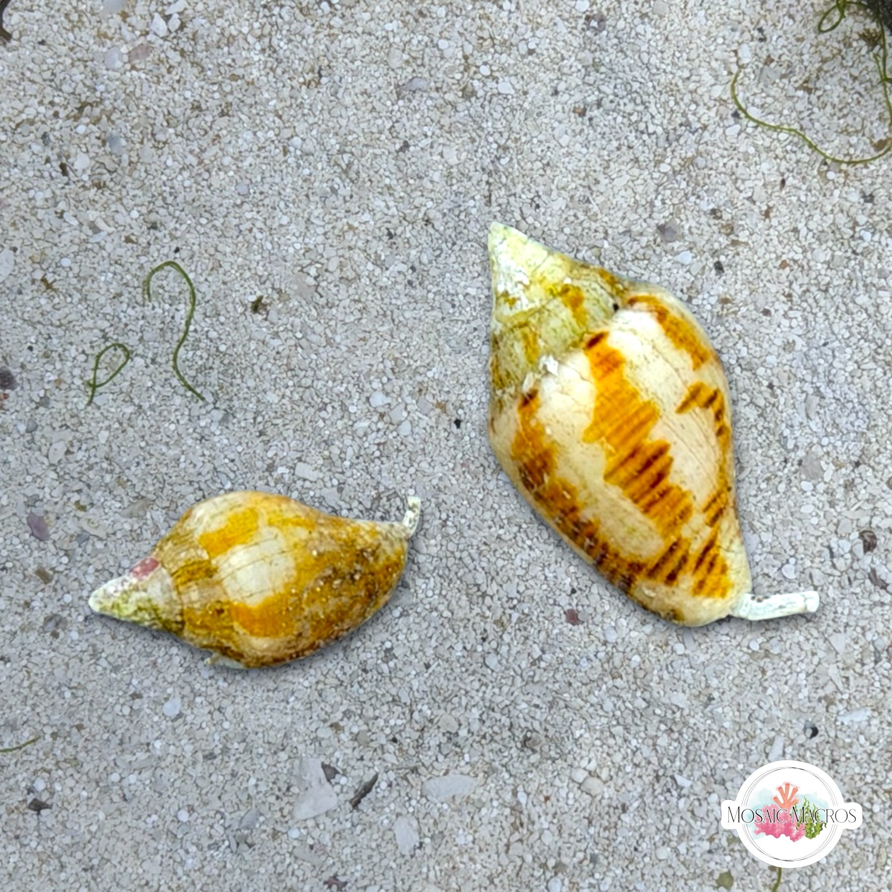 COLONISTA OMAN10　Bluebell＆Whit Marine Snails – MosaicMacros