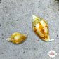 Dove Snail | Columbellid euplica