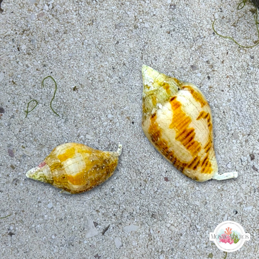 Dove Snail | Columbellid euplica