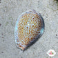 Thrush Cowrie Snail | Naria turdus