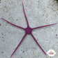 Purple Serpent Star | Ophiuroids spp.