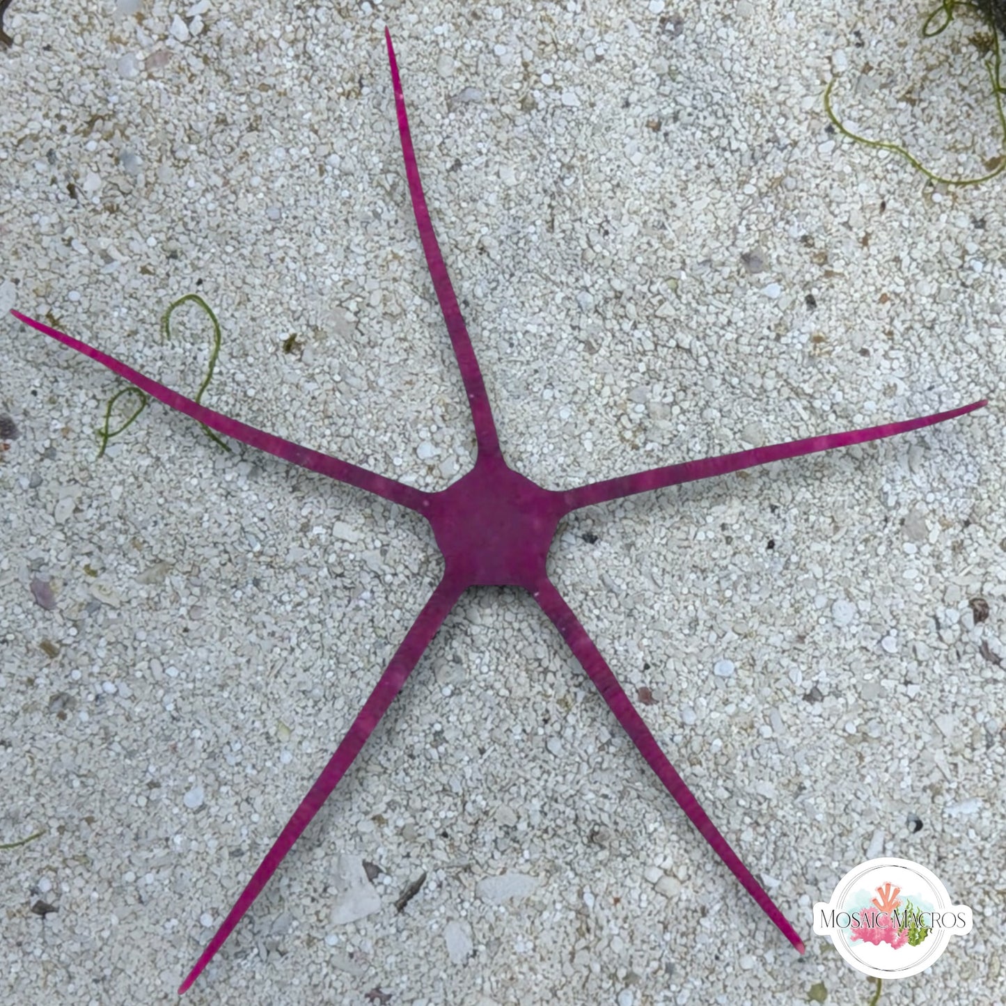 Purple Serpent Star | Ophiuroids spp.