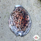 Tiger Cowrie Snail | Cypraea tigris