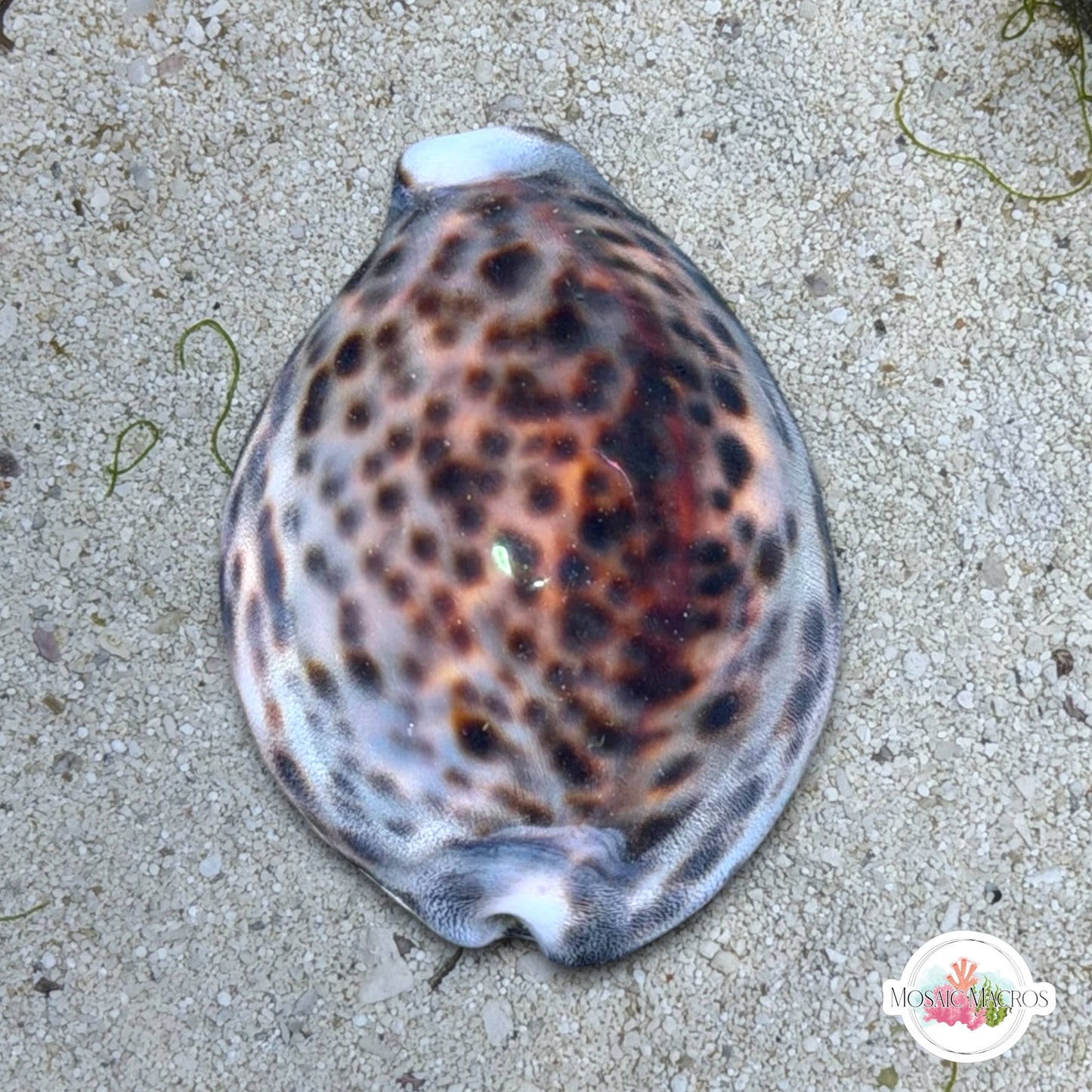 Tiger Cowrie Snail | Cypraea tigris