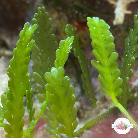 Lobe-Bladed Fern Caulerpa Macroalgae | Caulerpa sp.