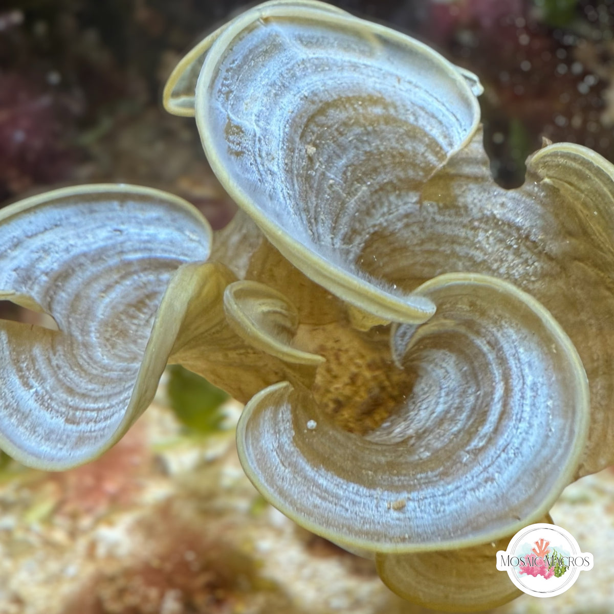 Golden Brown Scroll Macroalgae | Padina sanctae-crucis – MosaicMacros