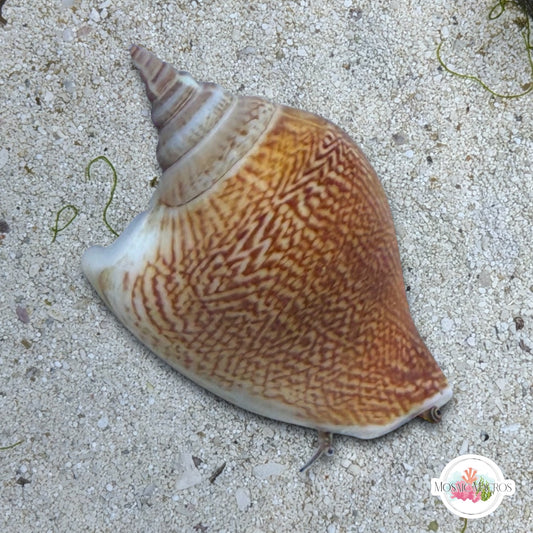 Dog Ear Conch Snail | Laevistrombus canarium
