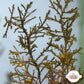 Zig-Zag Kelp Macroalgae | Sargassum sp.