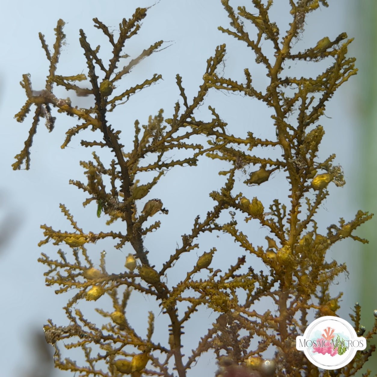 Zig-Zag Kelp Macroalgae | Sargassum sp.