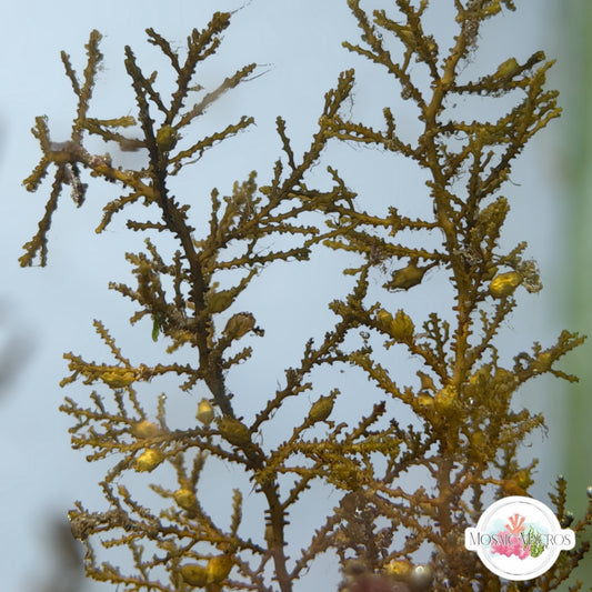 Zig-Zag Kelp Macroalgae | Sargassum sp.