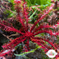 Red Feather Crinoid Starfish | Crinoidea sp.