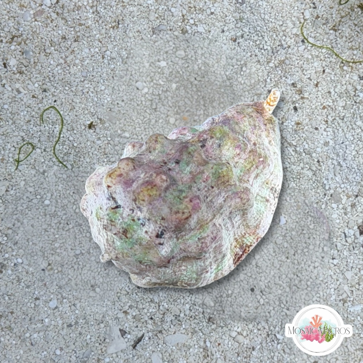 Helmet Snail | Cassis sp.