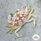 Calico Crab |  Hepatus epheliticus