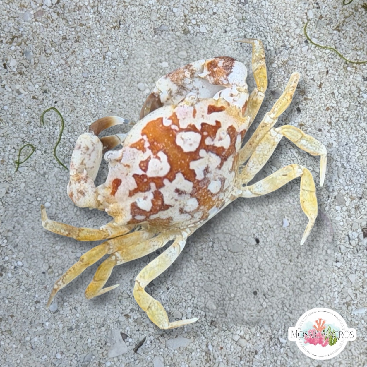 Calico Crab |  Hepatus epheliticus