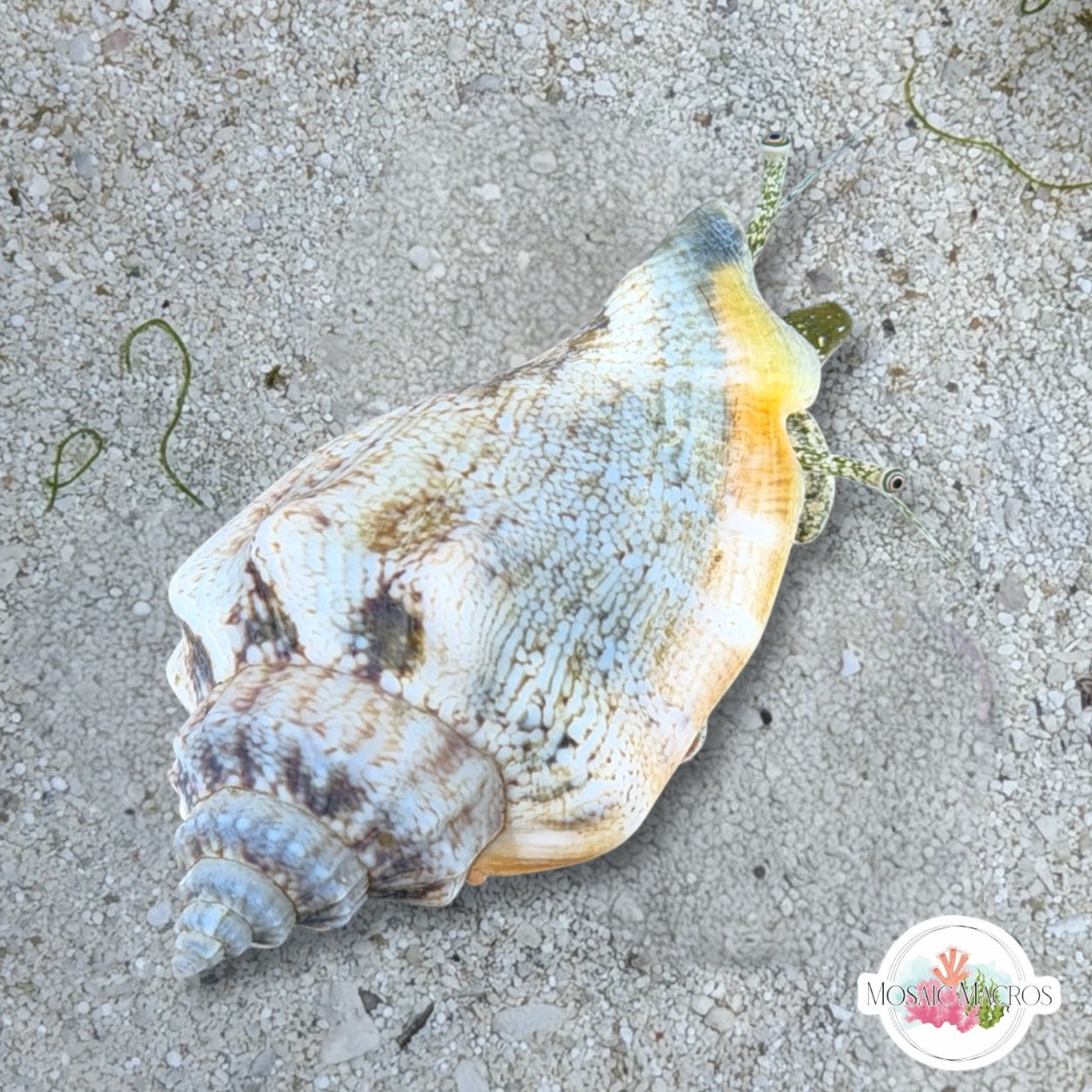 Little Bear Conch Snail | Canarium urceus