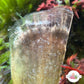 Florida Penshell Clam | Atrina rigida