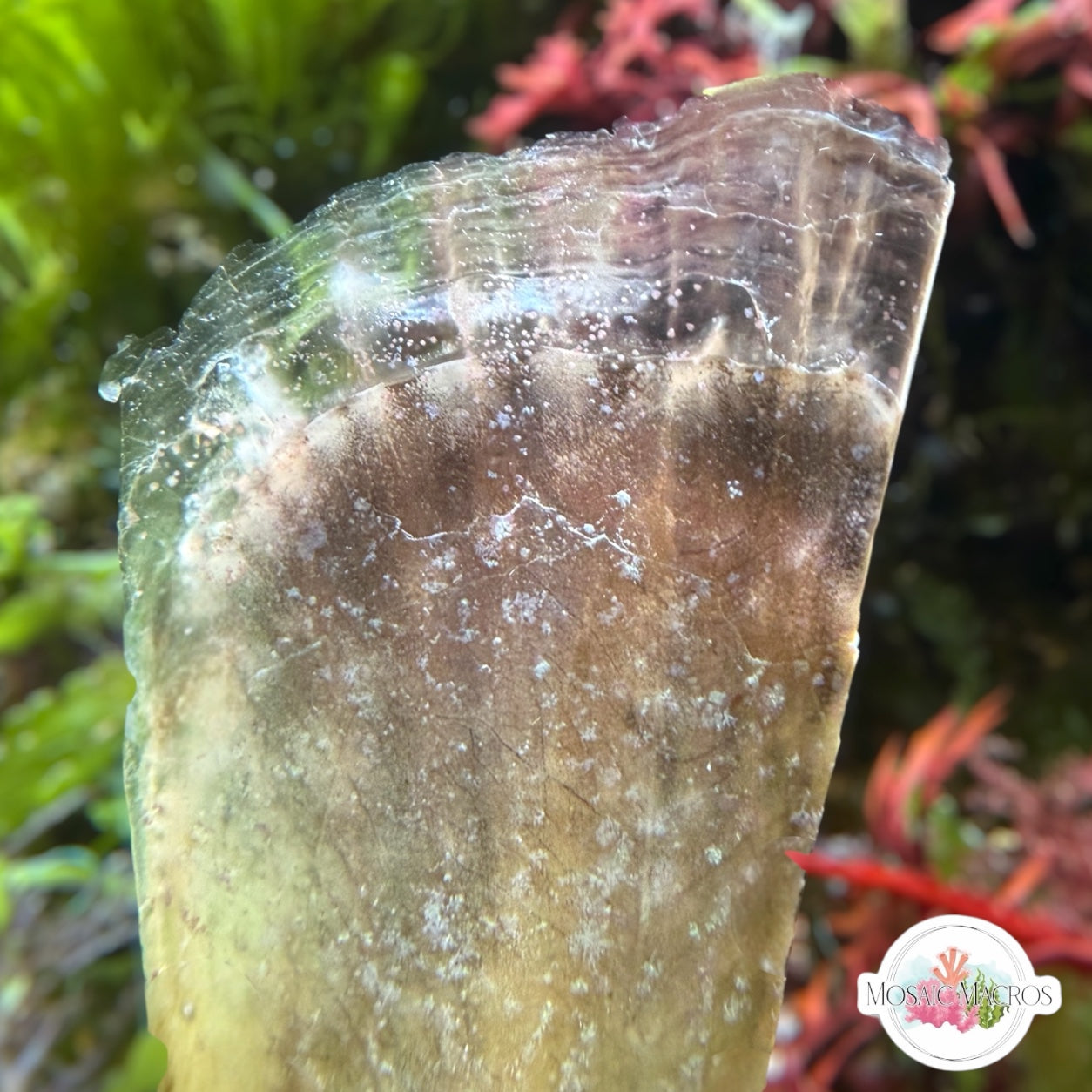 Florida Penshell Clam | Atrina rigida