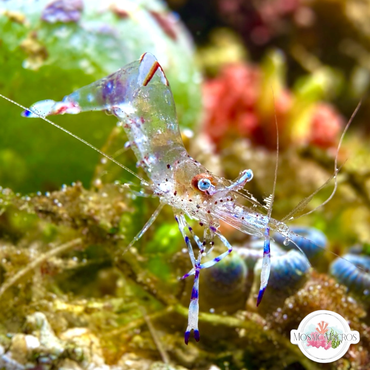 Anemone Shrimp – MosaicMacros