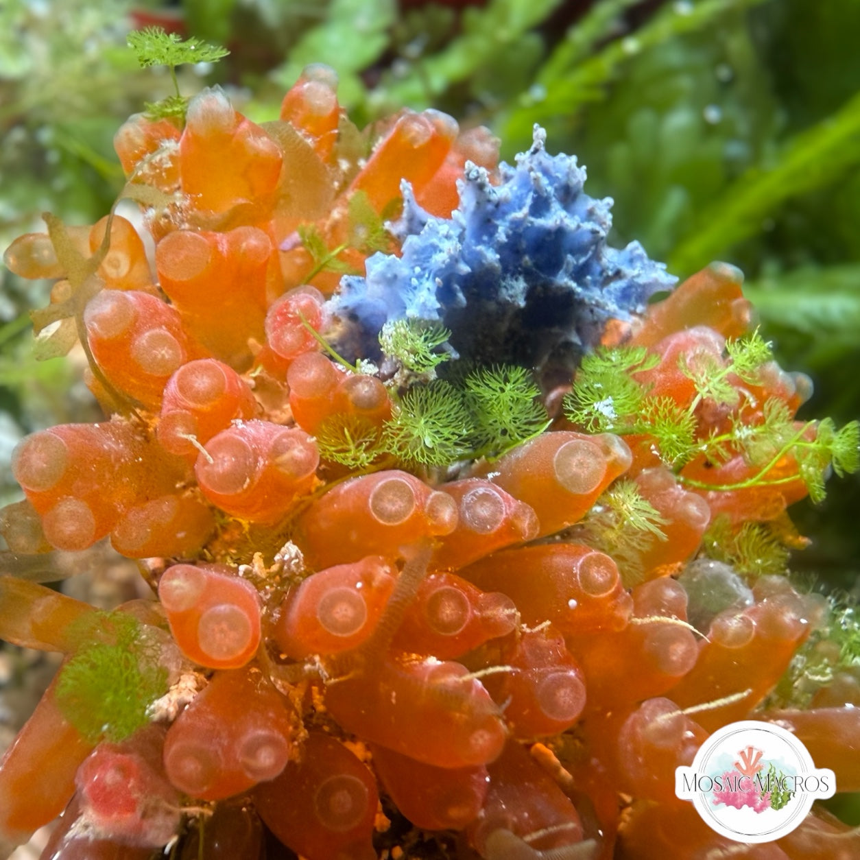 Neon Orange Colonial Sea Squirt | Pycnoclavella spp.