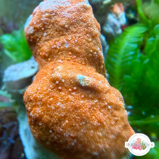 Orange Encrusting Coralline Macroalgae | Corallina sp.