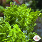 Carpeting Halimeda Macroalgae | Halimeda opuntia
