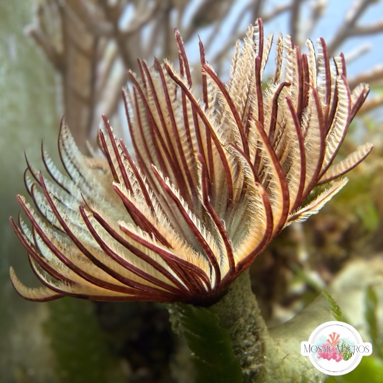 Striped Plume Feather Duster | Sabellastarte sp.