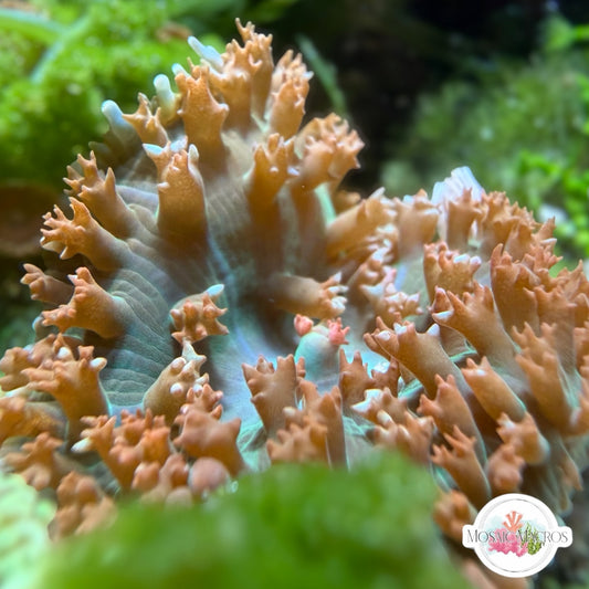 Saint Thomas Mushroom | Rhodactis sanctithomae