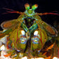 Smith’s Mantis Shrimp | Gonodactylus smithii
