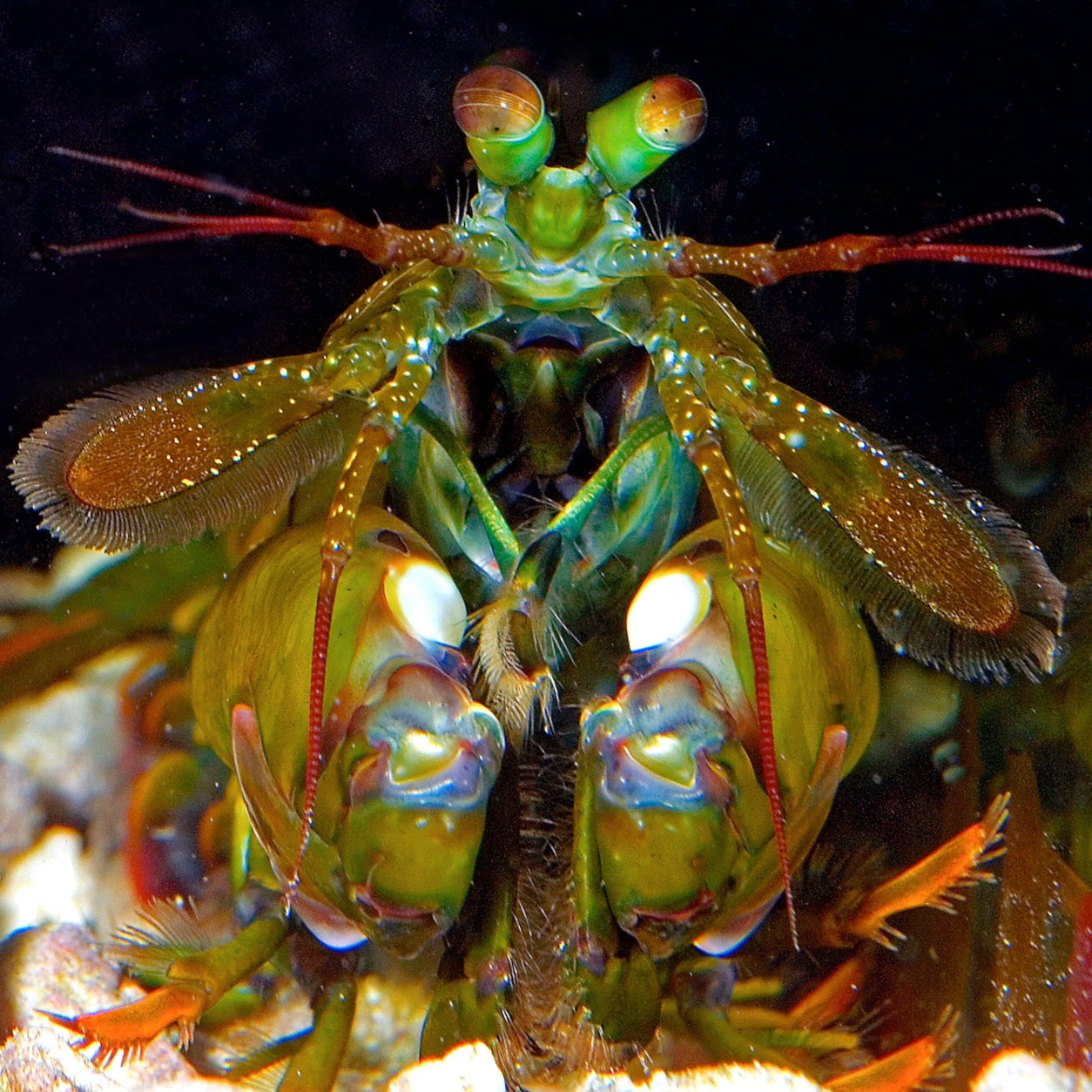 Smith’s Mantis Shrimp | Gonodactylus smithii