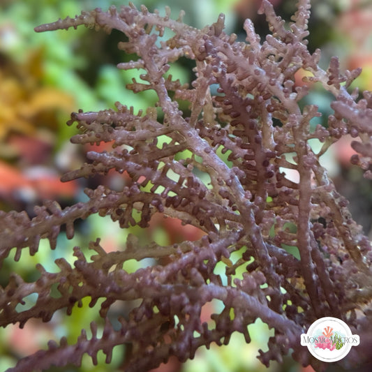 Purple Knobby Laurencia Macroalgae| Laurencia sp.