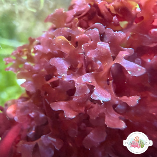 Ruby Red Turf Macroalgae | Unknown sp.